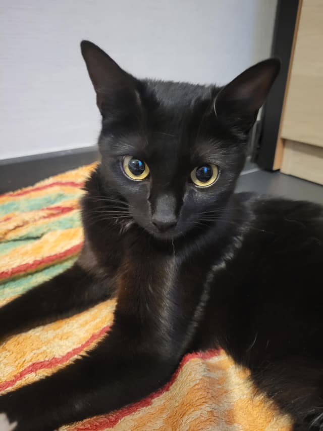 Zora