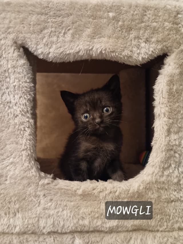 Mowgli