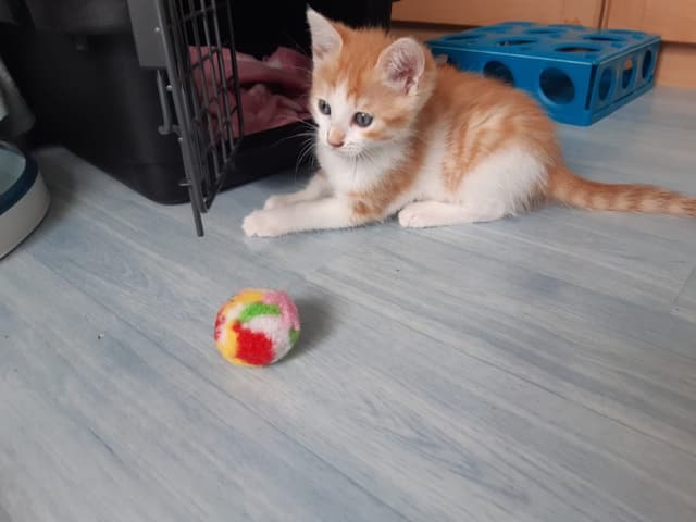 Kota