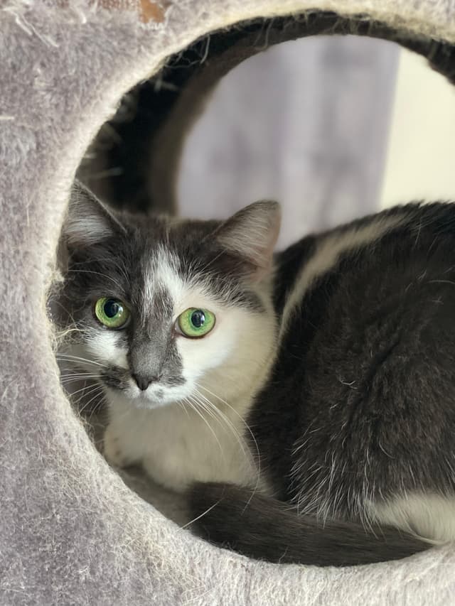 nala
