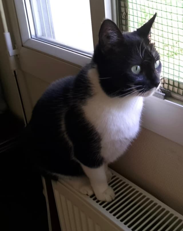 Diva
