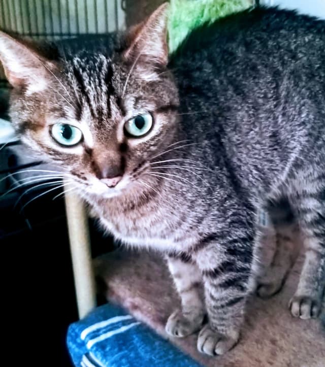 Wally