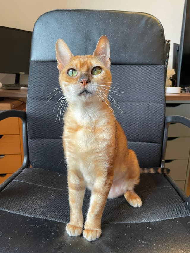 Nala