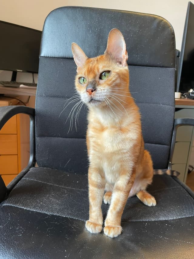 Nala