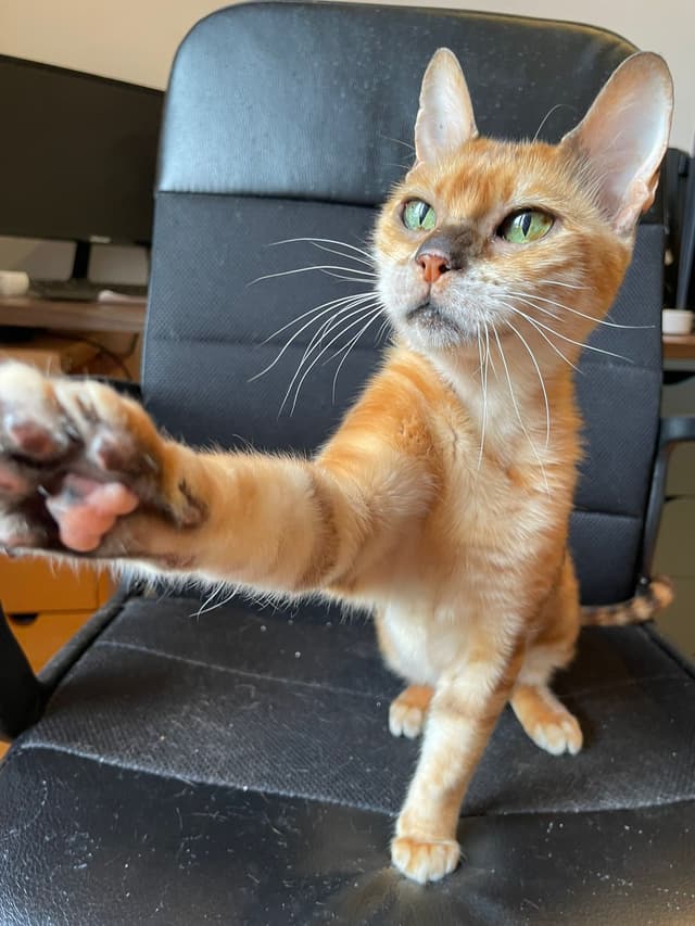 Nala