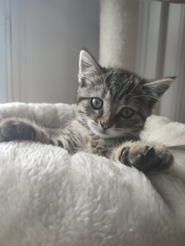 Ana