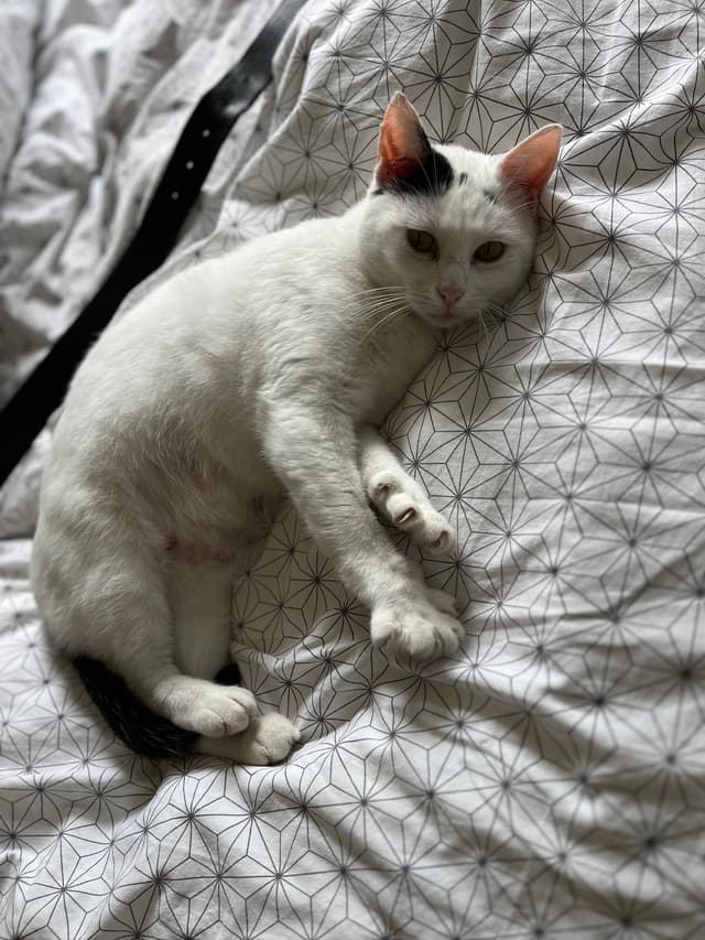 Colombine(COCO)