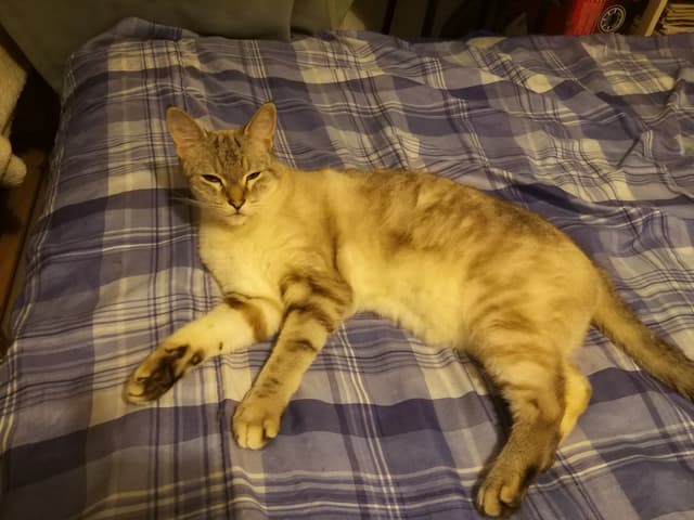 Nougat