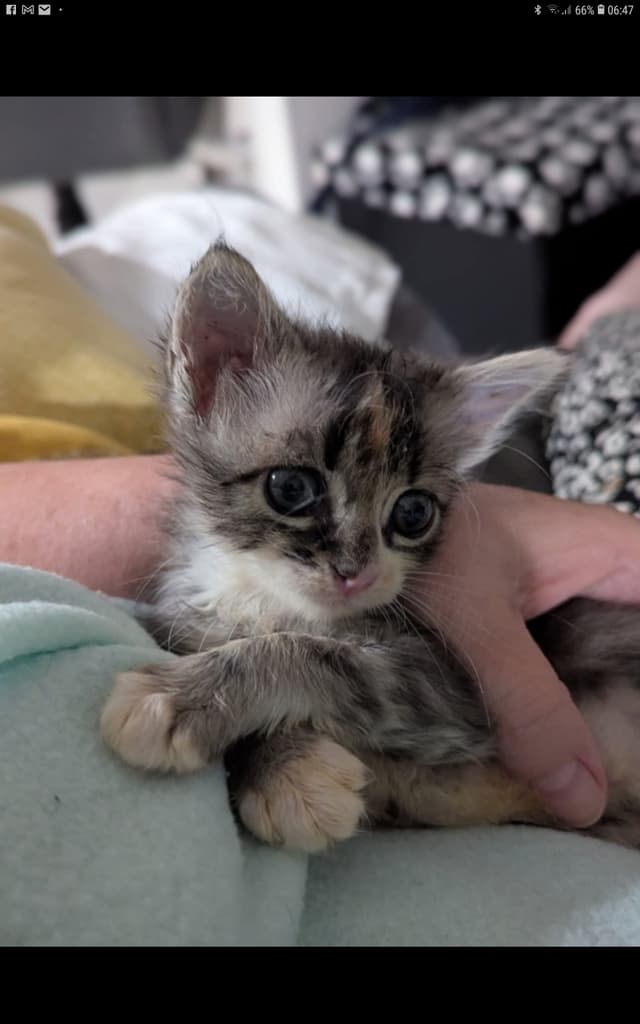 Nina