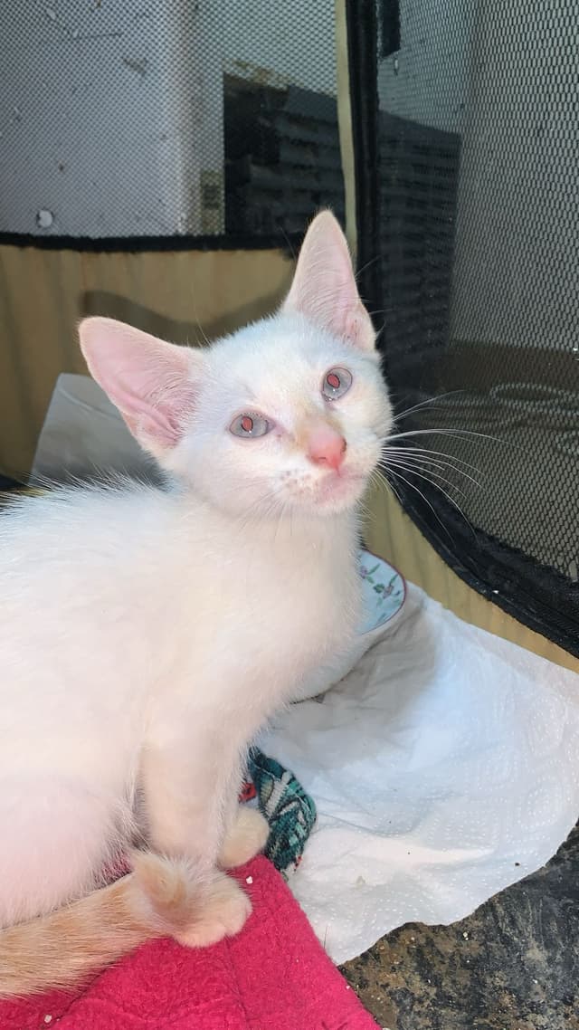 Suki