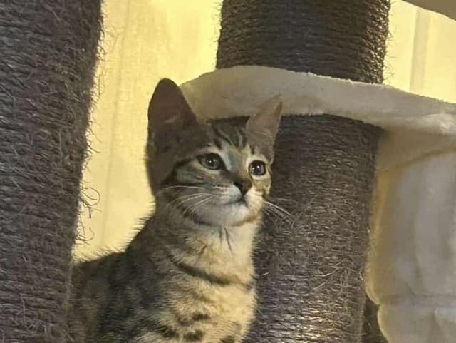 Kyubi