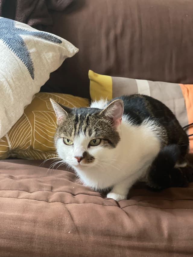 bibi