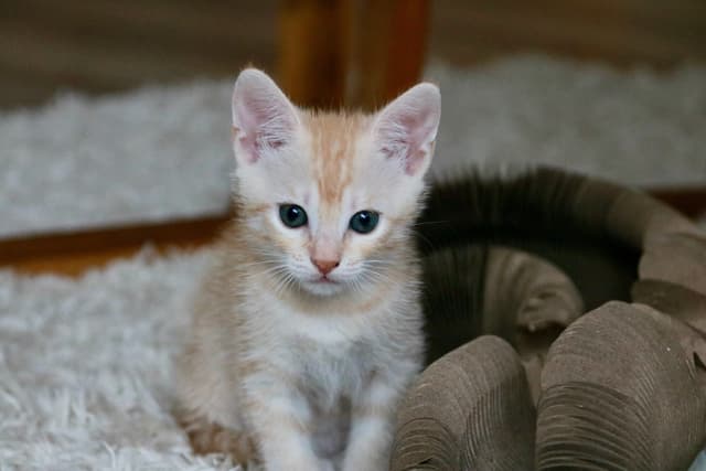 Nala
