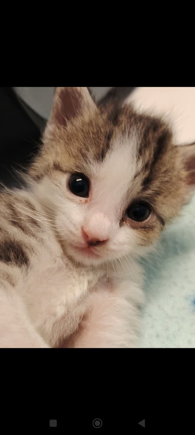 Lumi
