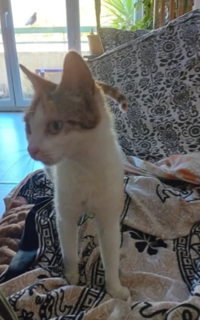 Calypso