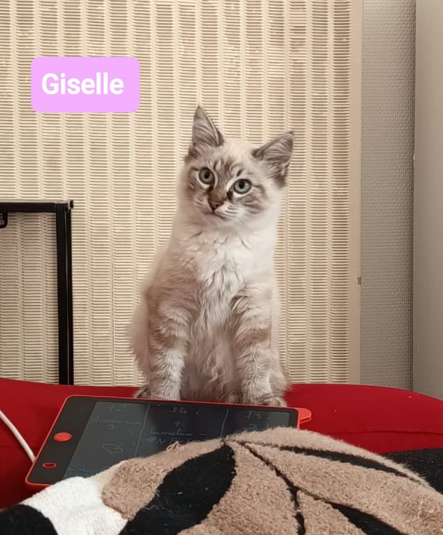 Giselle