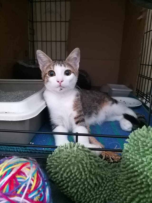 Mimi