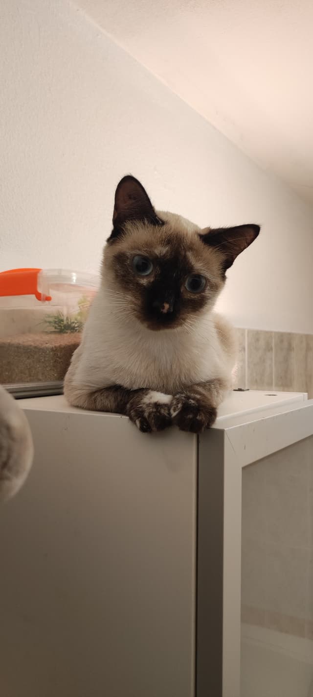 Amélia