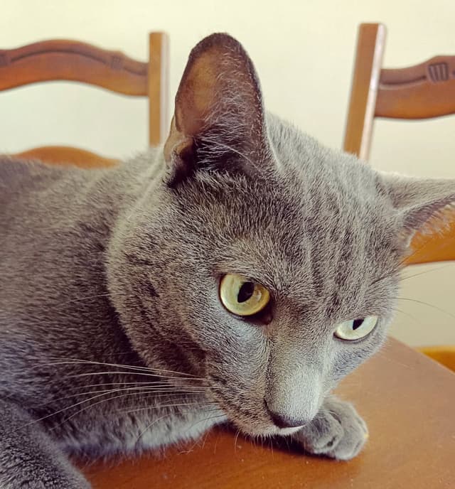 Yoko