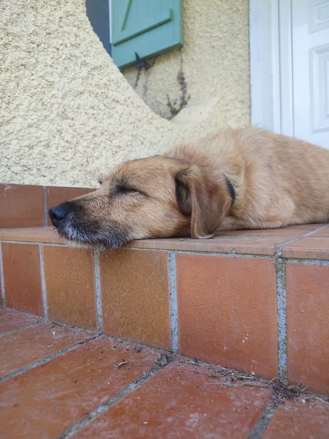 TAZ
