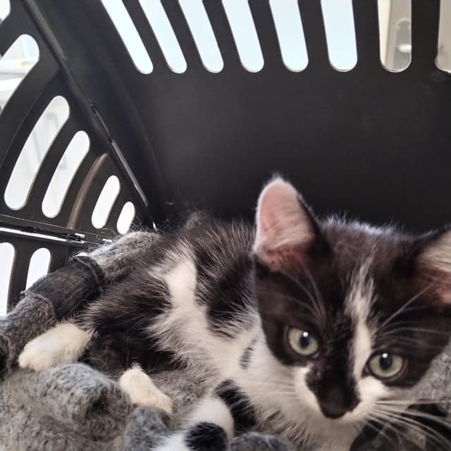 ALBERT