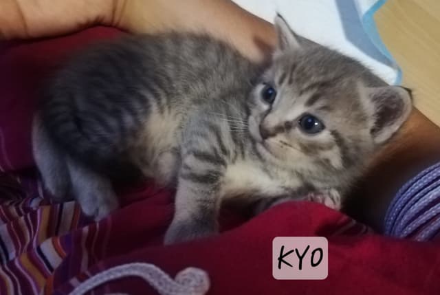 Kyo