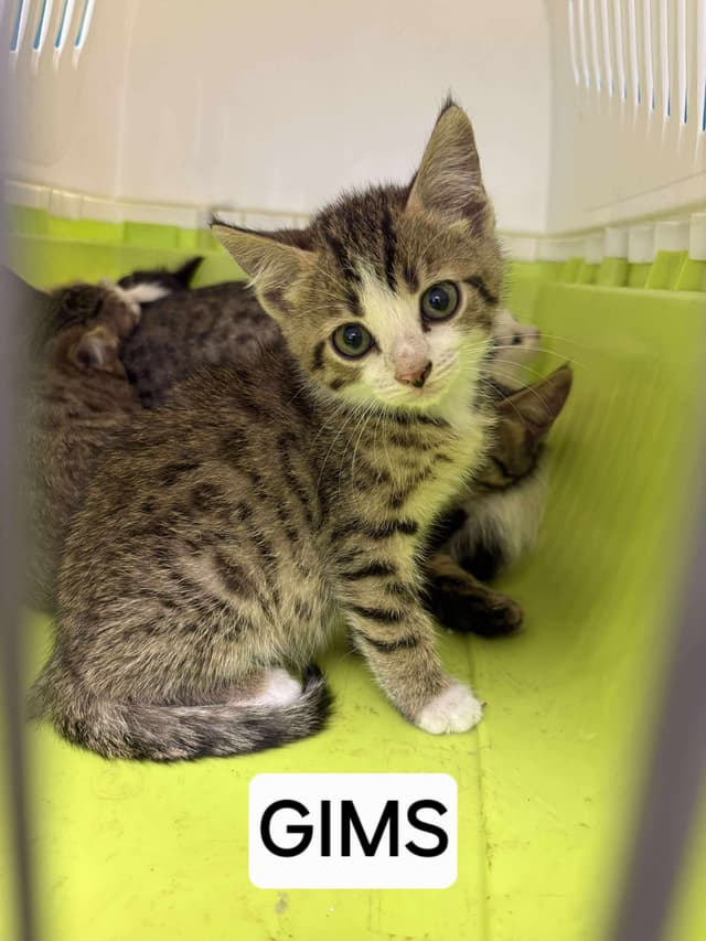 Gims