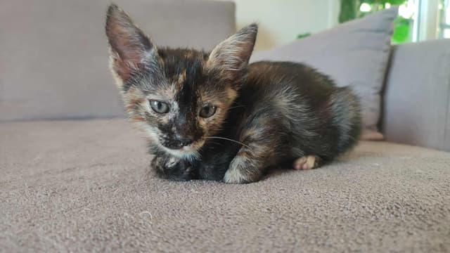 Sam
