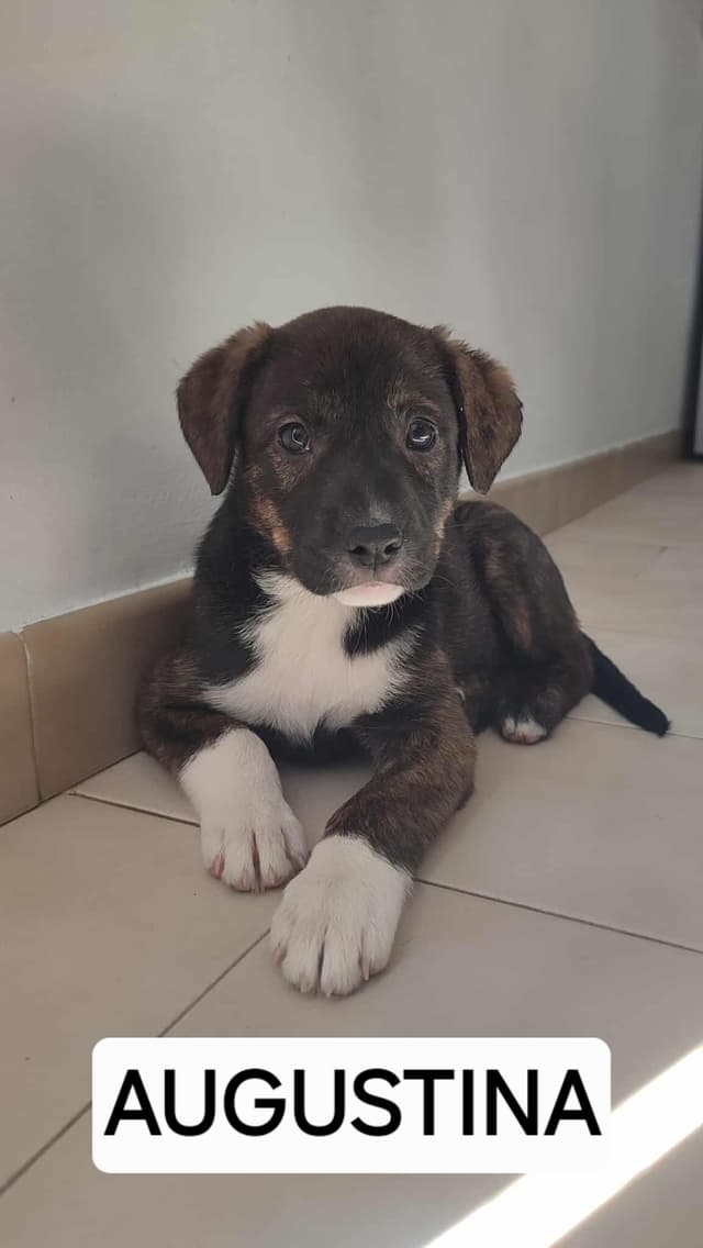 Augustina