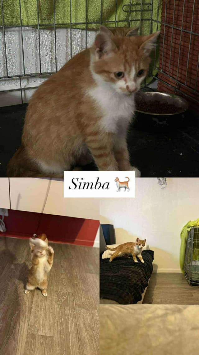 Simba