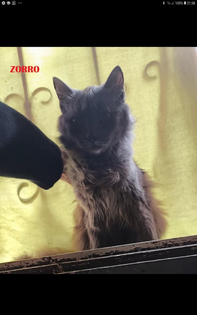 Zorro