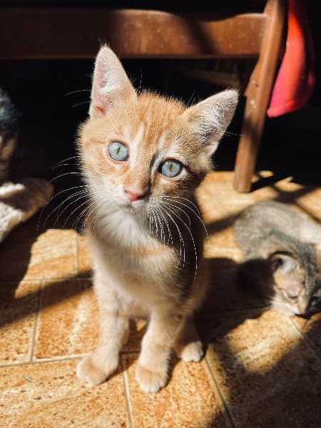 Miso