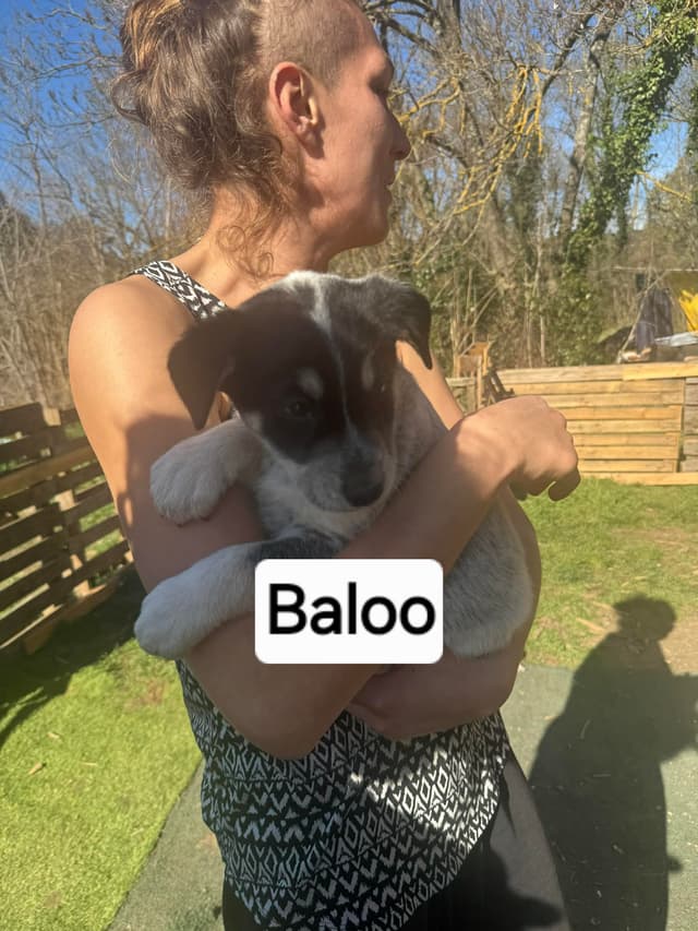 Baloo