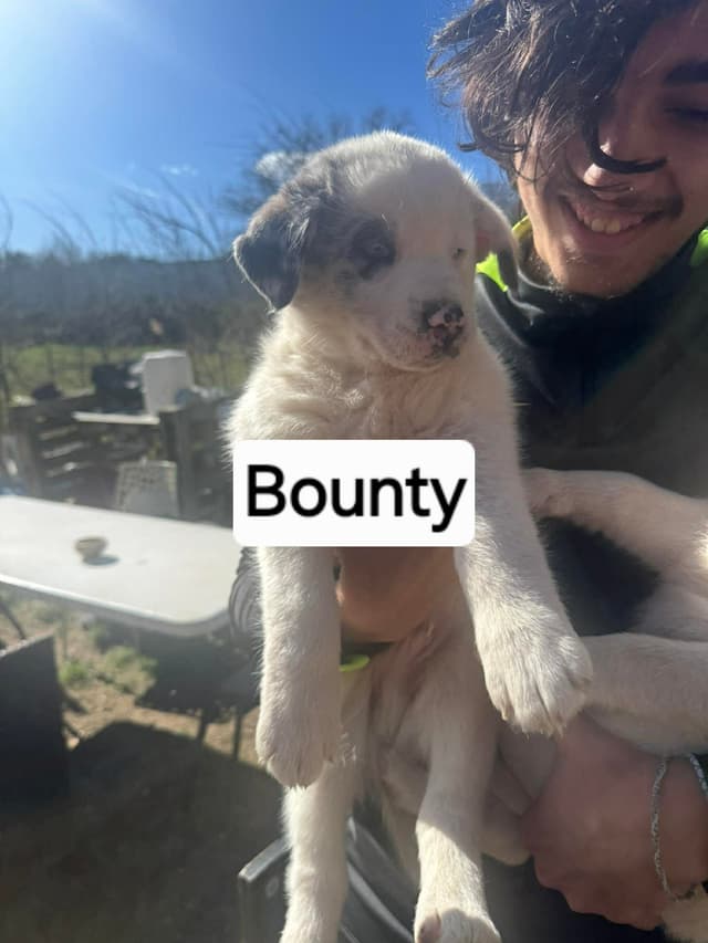 Bounty