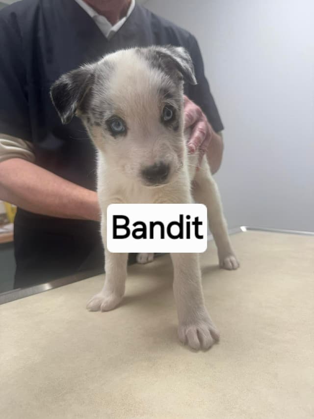 Bandit