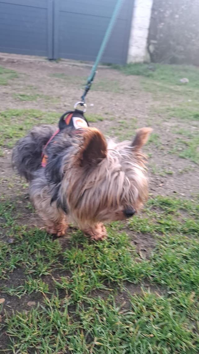wicket