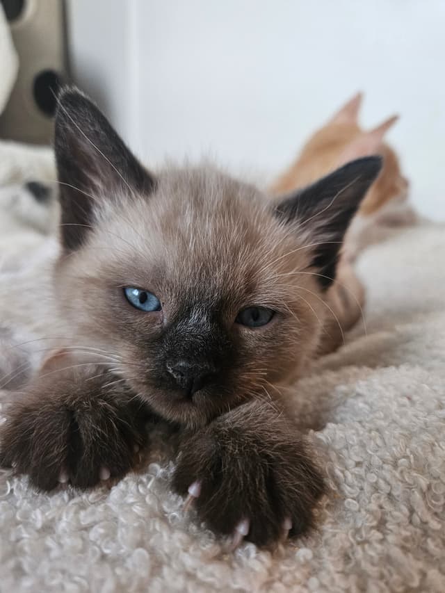 LILO