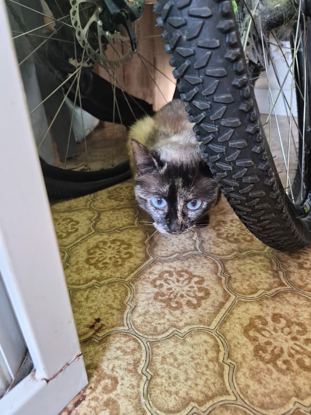 BEBE