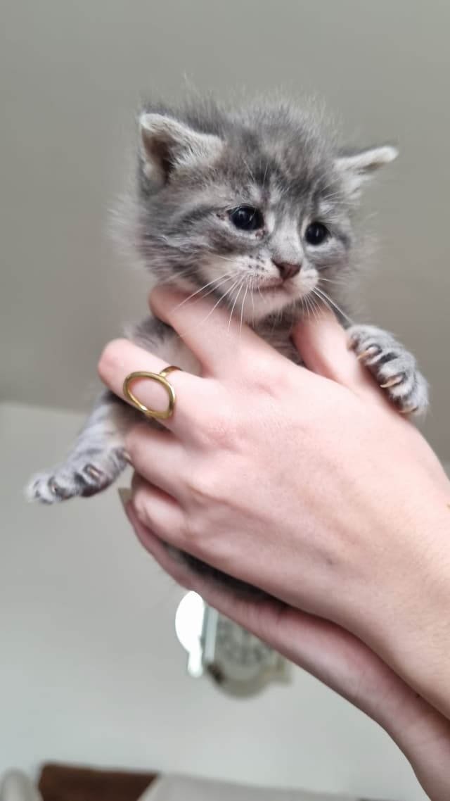 boris