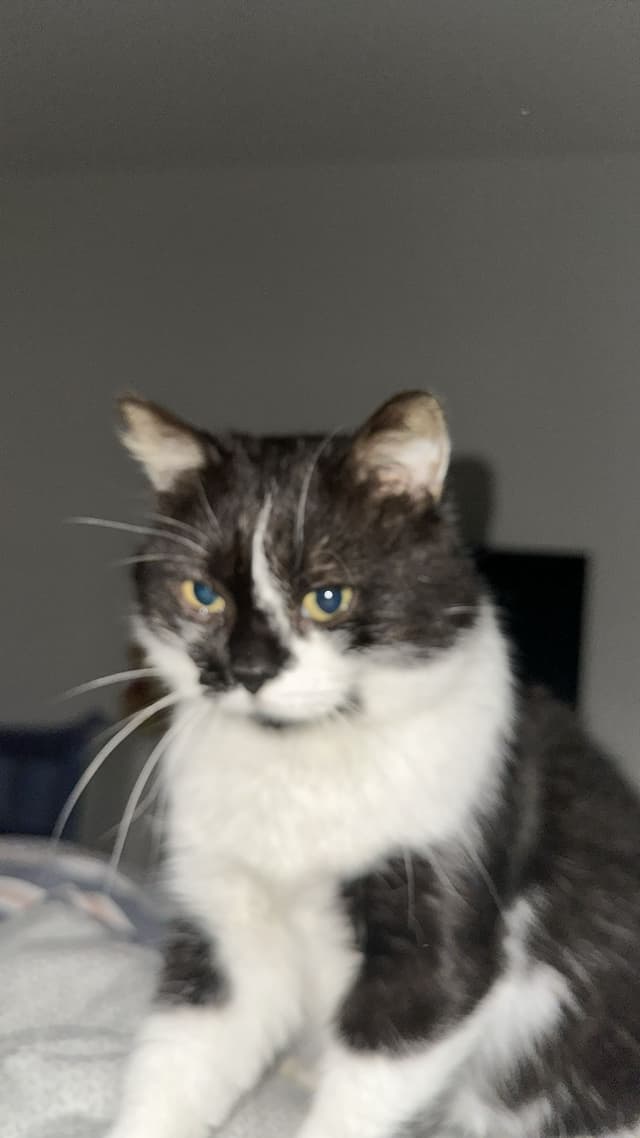 kartel