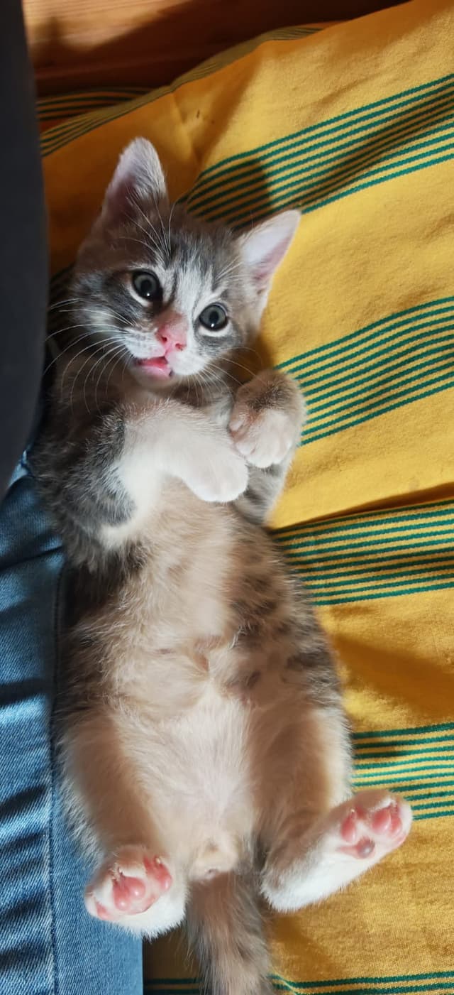 baya