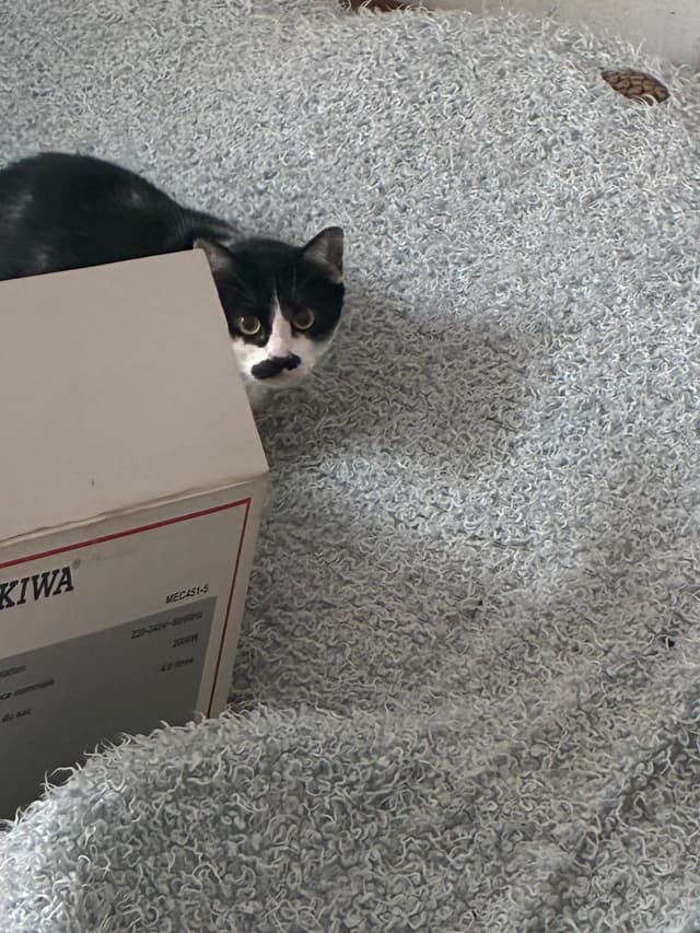 minette