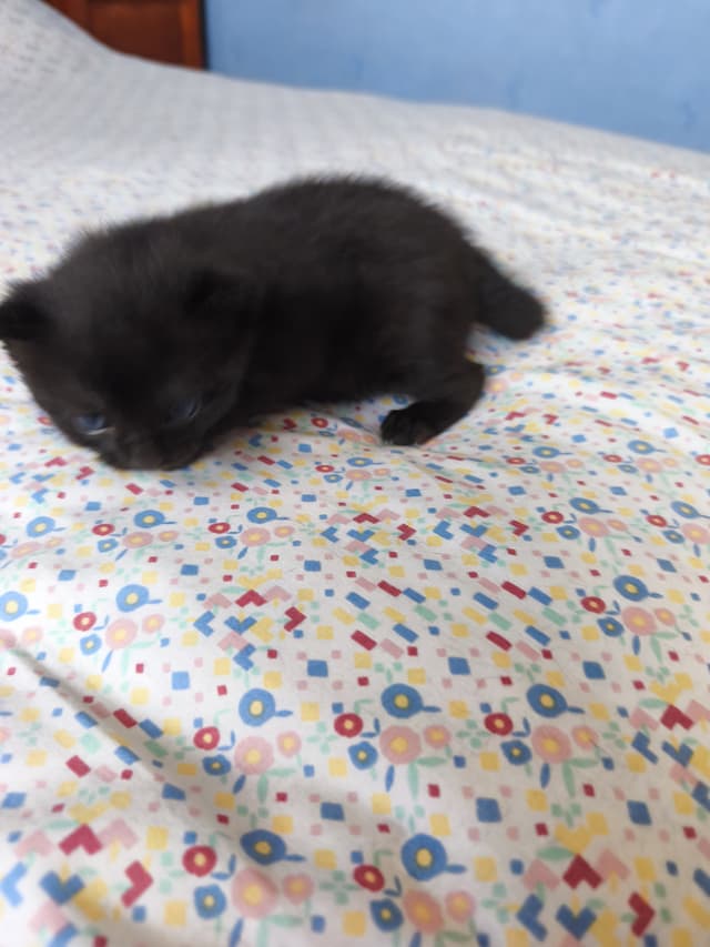 babouche