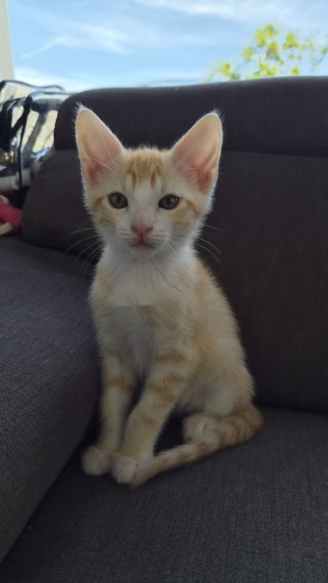 NALA