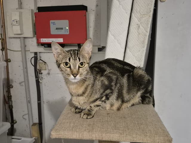 CHLOÉ