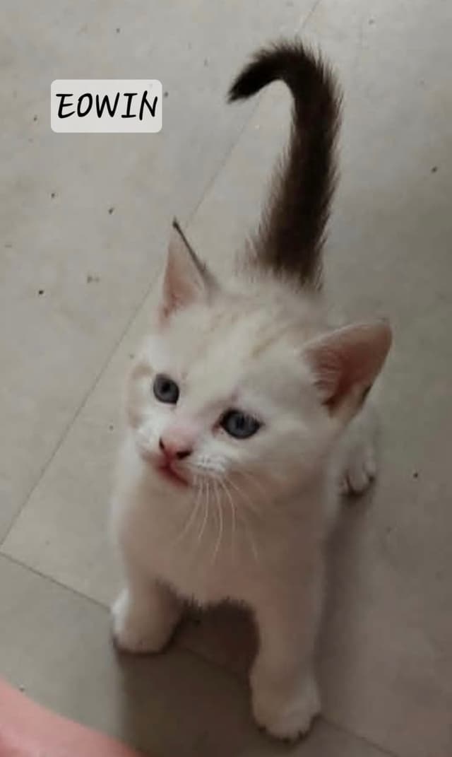 Eowyn