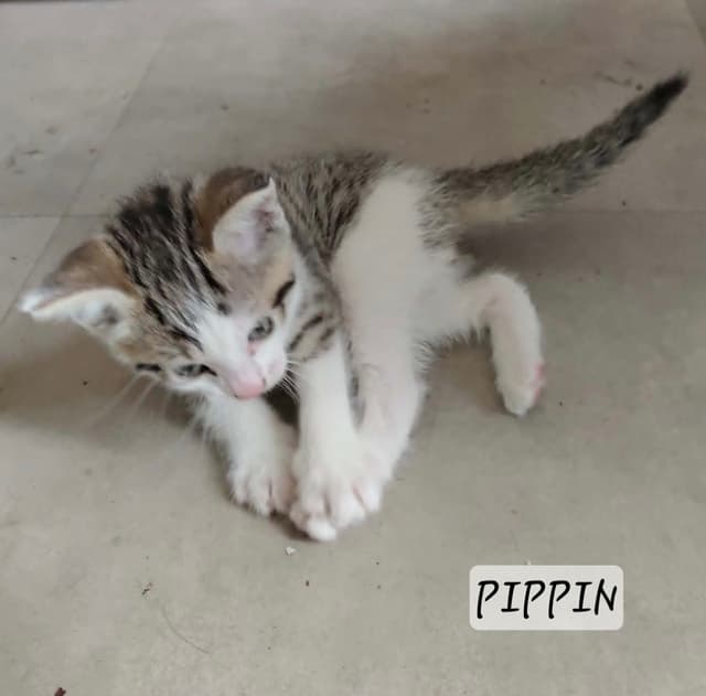 Pippin
