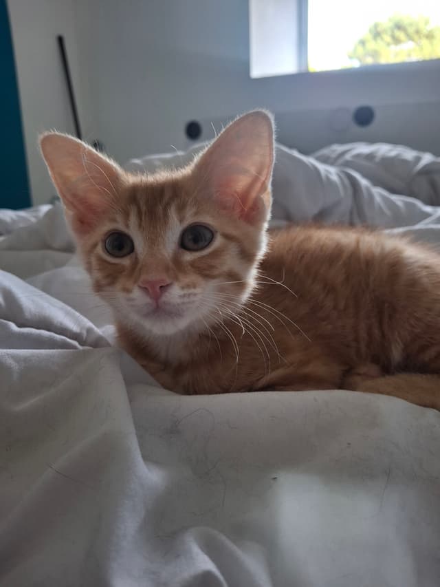 Grogu