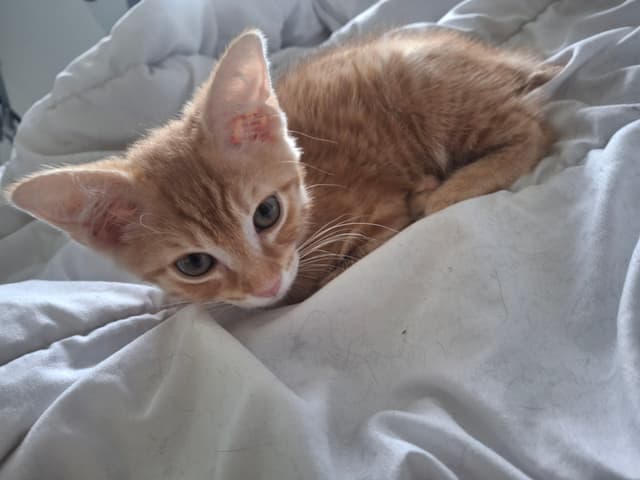 Grogu