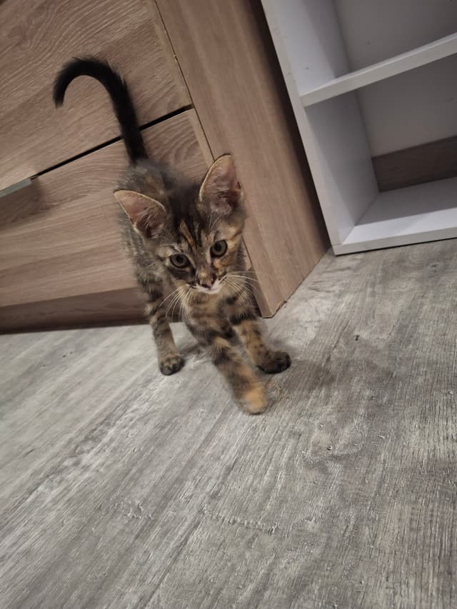 TIA
